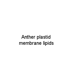 Anther plastid membrane lipids